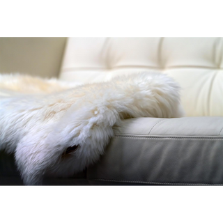 d829ce28-816b-4630-96d8-2f760a61a353.png