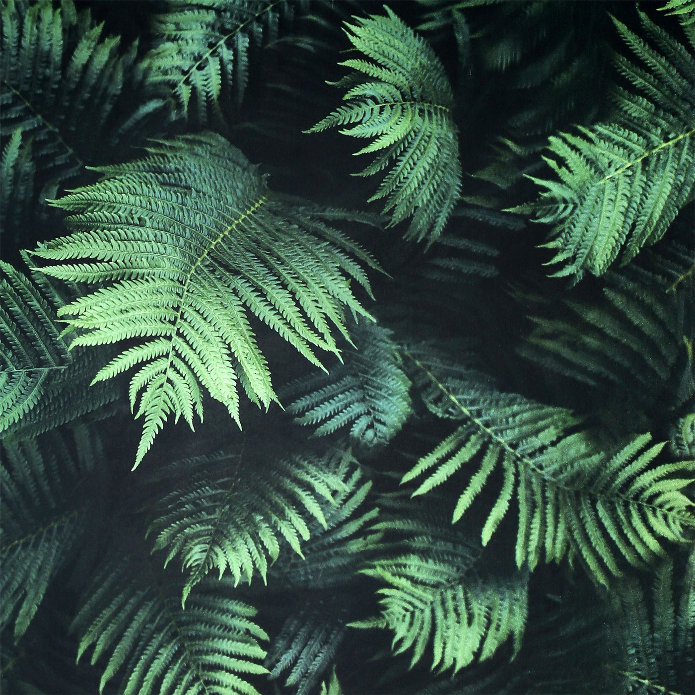 Fern Wall Green sw12 Wallpaper
