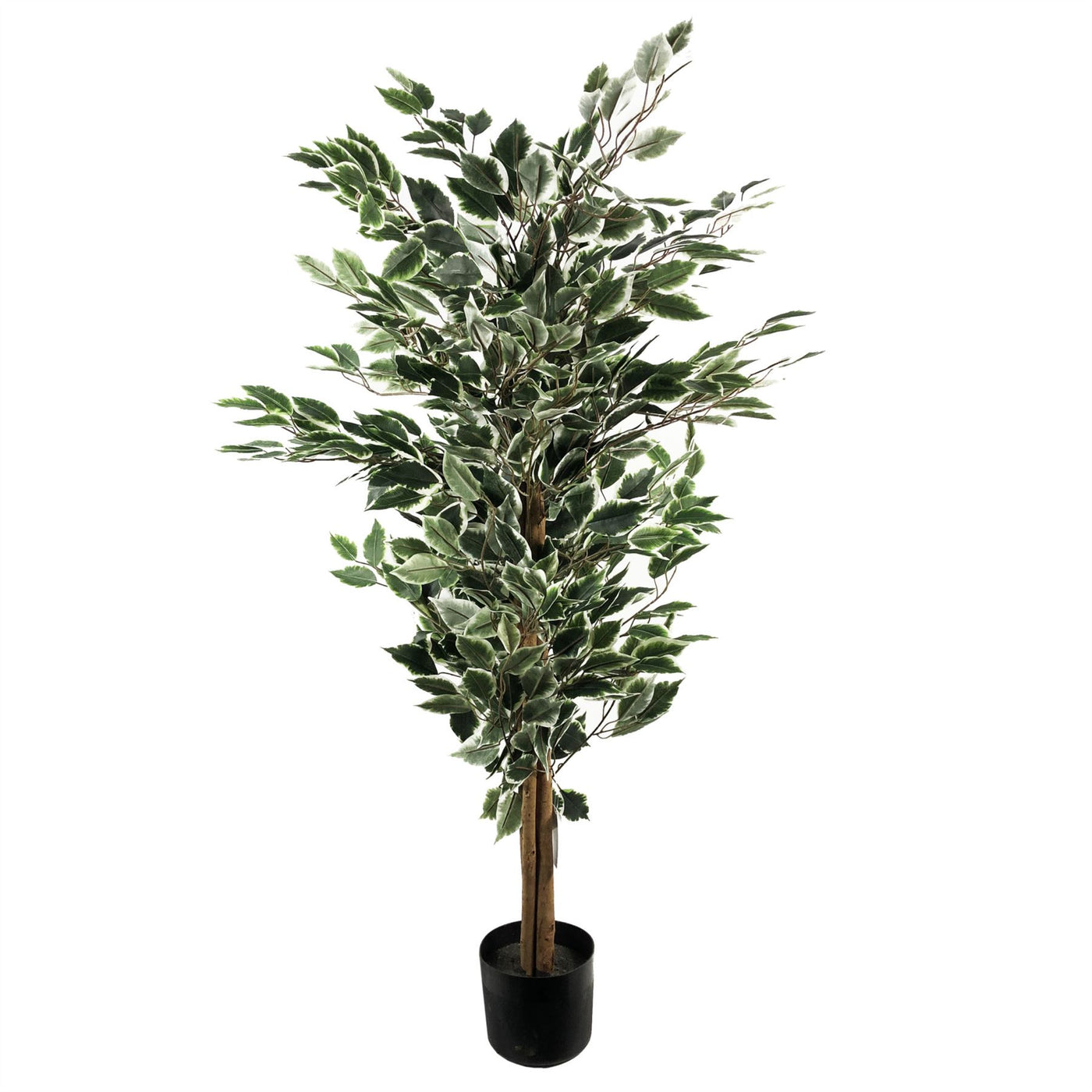 130cm Tall Variegated White and Green Bushy Ficus Tree