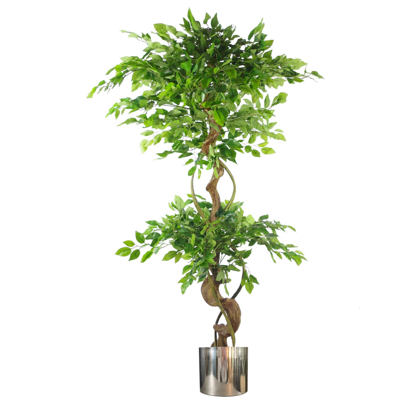 150cm Twisted Trunk Artificial Japanese Fruticosa Ficus Tree with Silver Planter