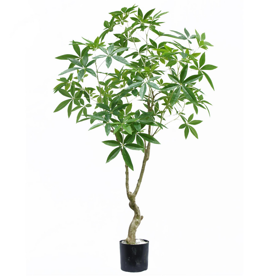 180cm Artificial Money Tree Pachira