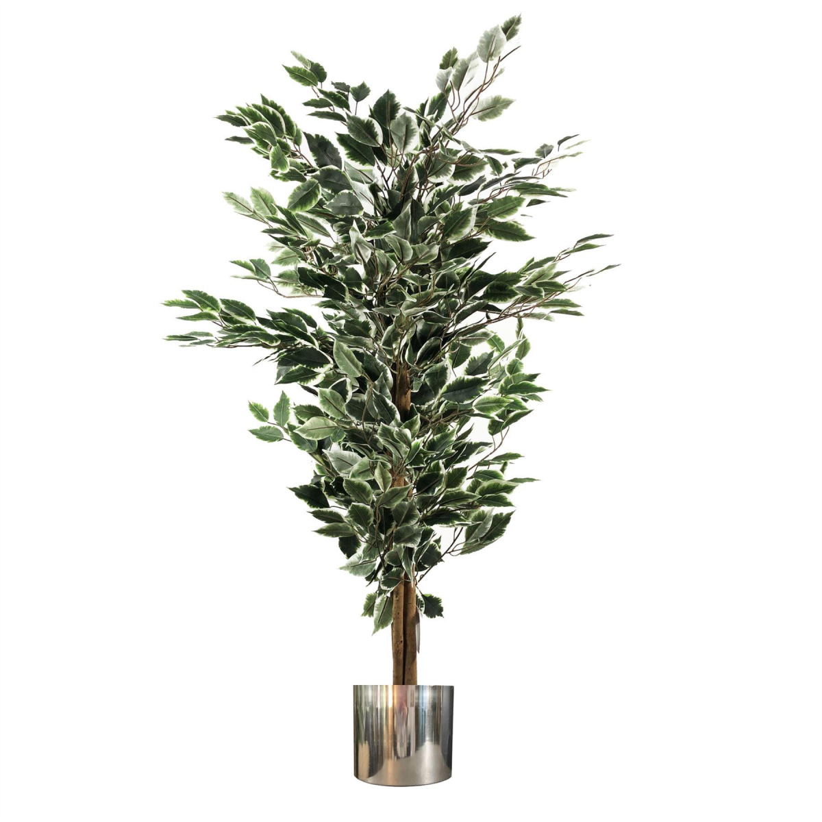 130cm Variegated White/Green Bushy Ficus Tree with Silver Metal Planter