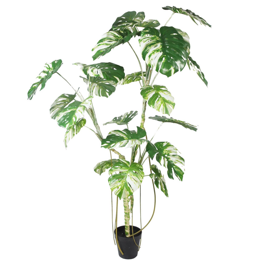 210cm Variegated Monstera Artificial Tree