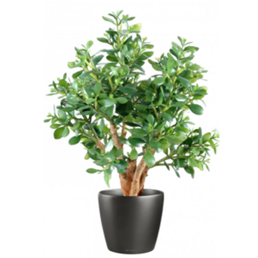 70cm Artificial Jade Plant